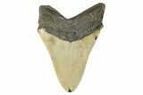 Serrated, Fossil Megalodon Tooth - North Carolina #298936-1